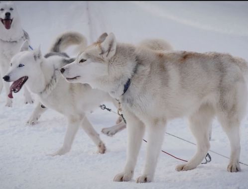 C:\fakepath\dogpower2