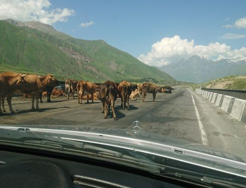 C:\fakepath\DSC 9516