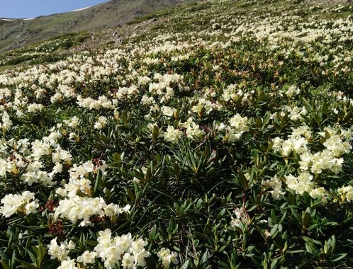 C:\fakepath\DSCPDC 0003 BURST20180703092207363 COVER