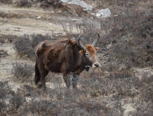 C:\fakepath\DSC 0172 1