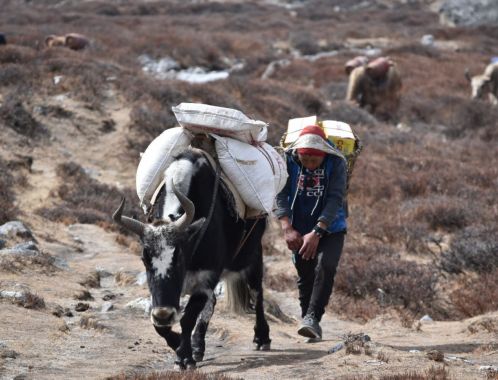 C:\fakepath\DSC 0968 1