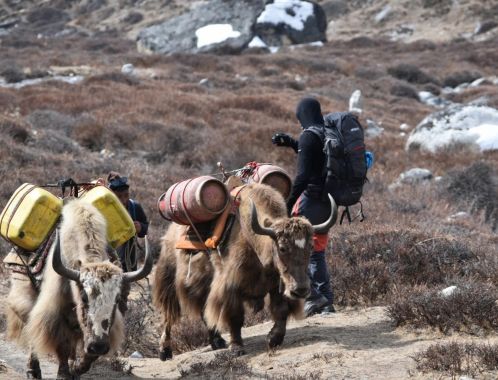 C:\fakepath\DSC 0979 1